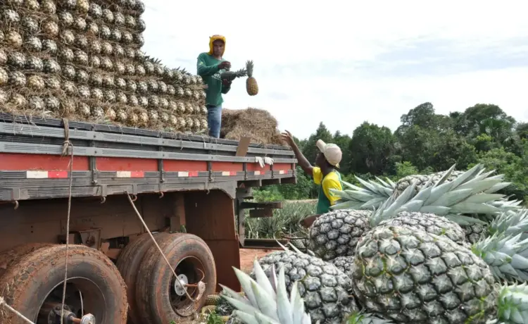Tocantins se consolida na produção de abacaxi, fruta mais cultivada em valor no estado