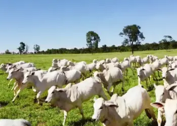 Com recordes, abate de bovinos, suínos e aves avança no 2º semestre de 2025