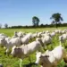 Com recordes, abate de bovinos, suínos e aves avança no 2º semestre de 2025