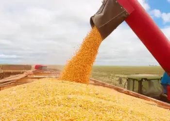 Safra 24/25 de milho deve alcançar quase 140 milhões de toneladas, aponta consultoria