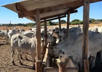 Novilhas com dieta energética produzem mais embriões e geram três vezes mais lucro