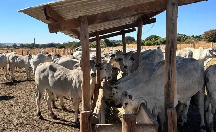 Novilhas com dieta energética produzem mais embriões e geram três vezes mais lucro