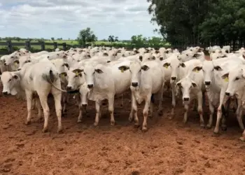 Arroba do boi gordo continua em queda; confira preços