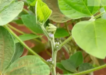 Ameaça da ferrugem reforça necessidade de fungicida integral na soja