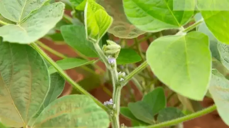 Ameaça da ferrugem reforça necessidade de fungicida integral na soja