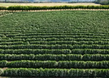 Brasil aposta no agro sustentável para ganhar força na COP30