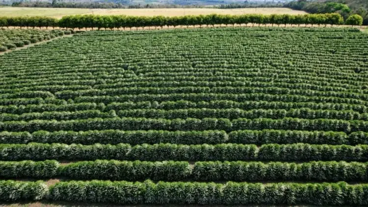 Brasil aposta no agro sustentável para ganhar força na COP30