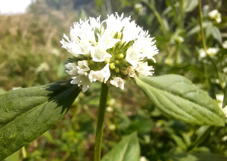 Especialistas orientam como controlar planta daninha que afeta lavouras de soja e milho