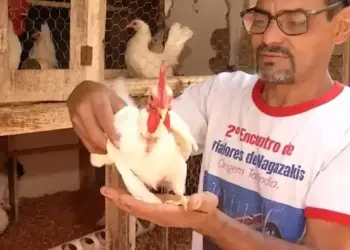 Garnizé Nagasaki: Galinhas ornamentais conquistam casal no Tocantins com beleza e simpatia