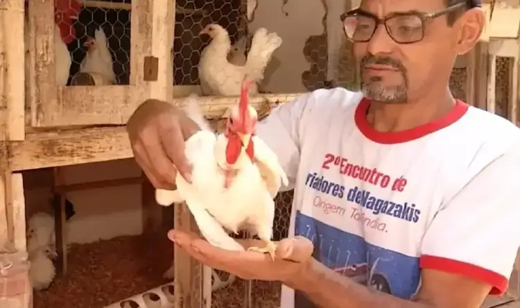Garnizé Nagasaki: Galinhas ornamentais conquistam casal no Tocantins com beleza e simpatia