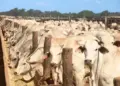 Rebanho bovino do Tocantins é quase oito vezes maior que a população humana, aponta IBGE