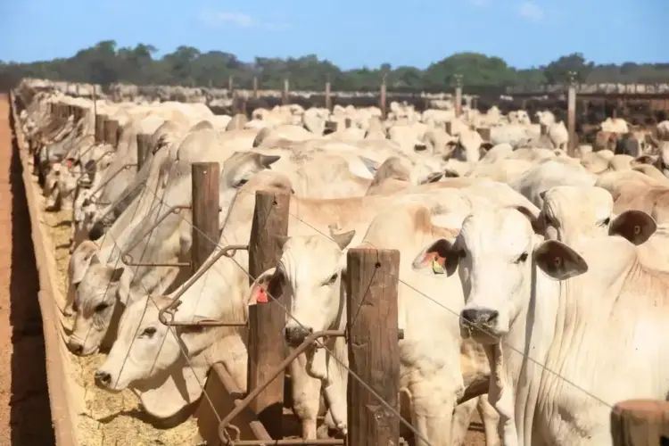 Rebanho bovino do Tocantins é quase oito vezes maior que a população humana, aponta IBGE