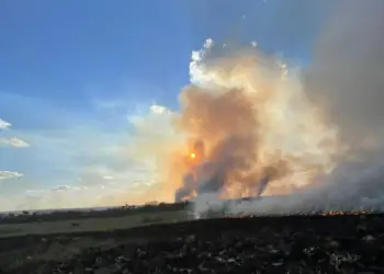 Capim-dourado é destruído por incêndio em área do Jalapão
