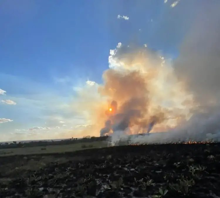 Capim-dourado é destruído por incêndio em área do Jalapão