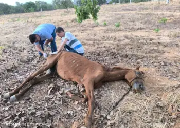 Cavalo vítima de abandono é resgatado debilitado em Paraíso do Tocantins