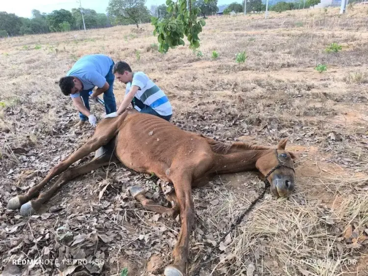 Cavalo vítima de abandono é resgatado debilitado em Paraíso do Tocantins