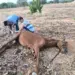 Cavalo vítima de abandono é resgatado debilitado em Paraíso do Tocantins
