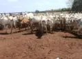 Rebanho furtado em Goiás é localizado no Tocantins; mais de 100 cabeças recuperadas, mas algumas morreram