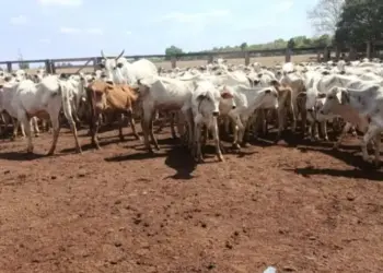 Rebanho furtado em Goiás é localizado no Tocantins; mais de 100 cabeças recuperadas, mas algumas morreram