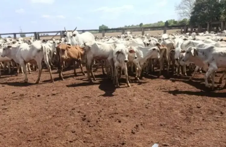 Rebanho furtado em Goiás é localizado no Tocantins; mais de 100 cabeças recuperadas, mas algumas morreram