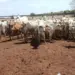 Rebanho furtado em Goiás é localizado no Tocantins; mais de 100 cabeças recuperadas, mas algumas morreram