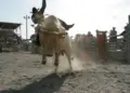 Você sabe por que o touro pula no rodeio? Entenda o comportamento do animal