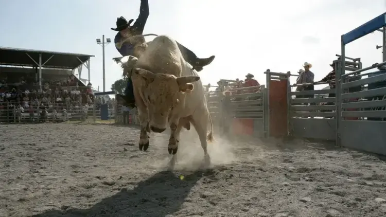 Você sabe por que o touro pula no rodeio? Entenda o comportamento do animal