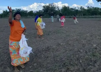 Projeto Floresta Viva da Bunge seleciona iniciativas de restauração florestal em terras indígenas nos estados de MT, TO e MA