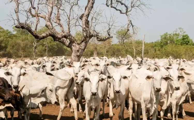 Campanha de declaração pecuária na Ilha do Bananal é prorrogada até 10 de outubro