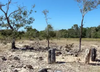 Monumento Natural das Árvores Fossilizadas completa 25 anos sob gestão do Naturatins
