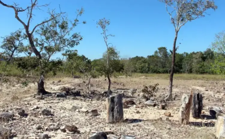 Monumento Natural das Árvores Fossilizadas completa 25 anos sob gestão do Naturatins