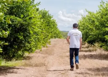 Monitoramento semestral fortalece combate a pragas e protege a fruticultura do Tocantins