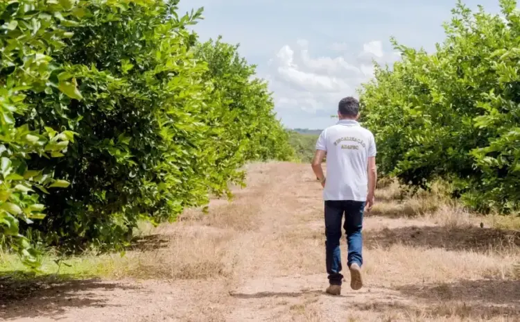Monitoramento semestral fortalece combate a pragas e protege a fruticultura do Tocantins