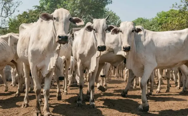 Campanha pecuária na Ilha do Bananal, realizada entre 1º de agosto e 10 de outubro, alcança 89,5% de declaração do rebanho