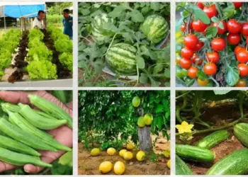 Palmas recebe Workshop HortifruTO que impulsiona a produção de frutas e hortaliças no Tocantins