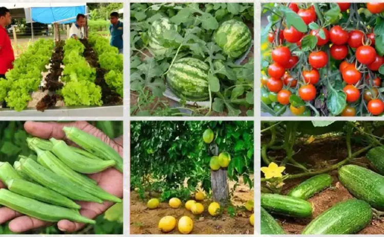 Palmas recebe Workshop HortifruTO que impulsiona a produção de frutas e hortaliças no Tocantins