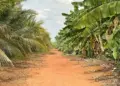 Tocantins se consolida como referência nacional em agricultura irrigada