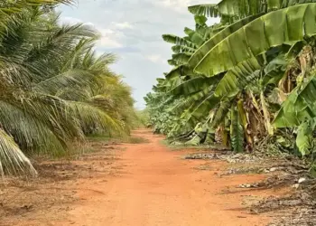 Tocantins se consolida como referência nacional em agricultura irrigada