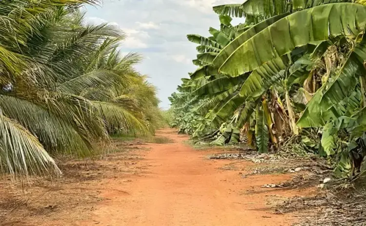 Tocantins se consolida como referência nacional em agricultura irrigada