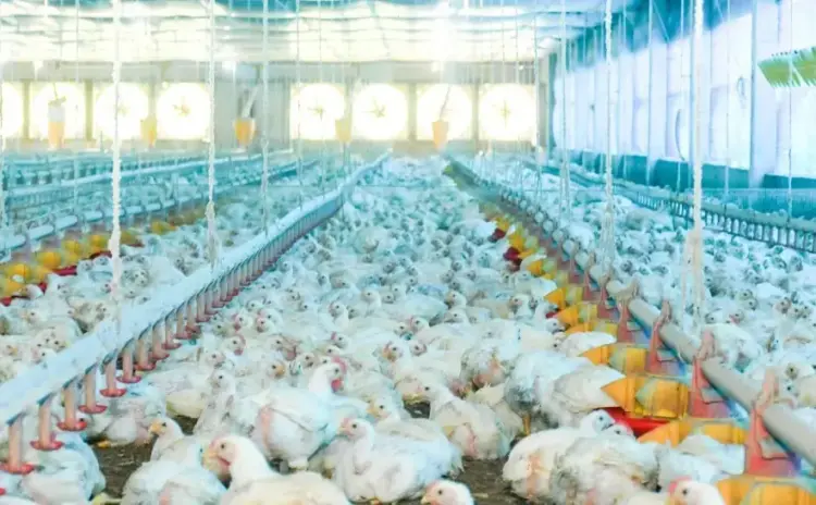 Emergência zoossanitária por gripe aviária é estendida e medidas de prevenção são reforçadas no campo