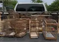Operação Pássaro Livre combate criação ilegal de aves no Bico do Papagaio