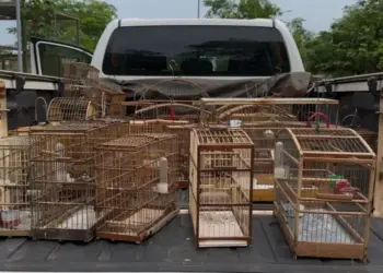 Operação Pássaro Livre combate criação ilegal de aves no Bico do Papagaio