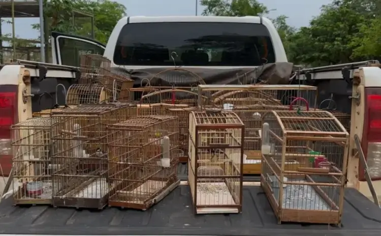 Operação Pássaro Livre combate criação ilegal de aves no Bico do Papagaio