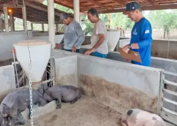 Vigilância sanitária é intensificada em suinoculturas de Axixá e Araguatins