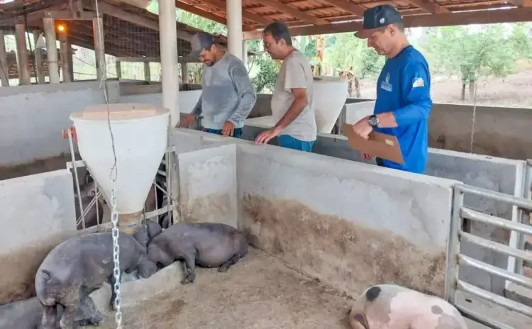 Vigilância sanitária é intensificada em suinoculturas de Axixá e Araguatins