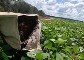 Seminários em Palmas vão debater apicultura, meliponicultura e polinização agrícola no Tocantins