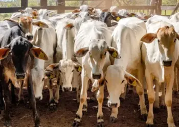 Produtores devem ficar atentos com a 2ª etapa da Campanha de Declaração Pecuária no Tocantins