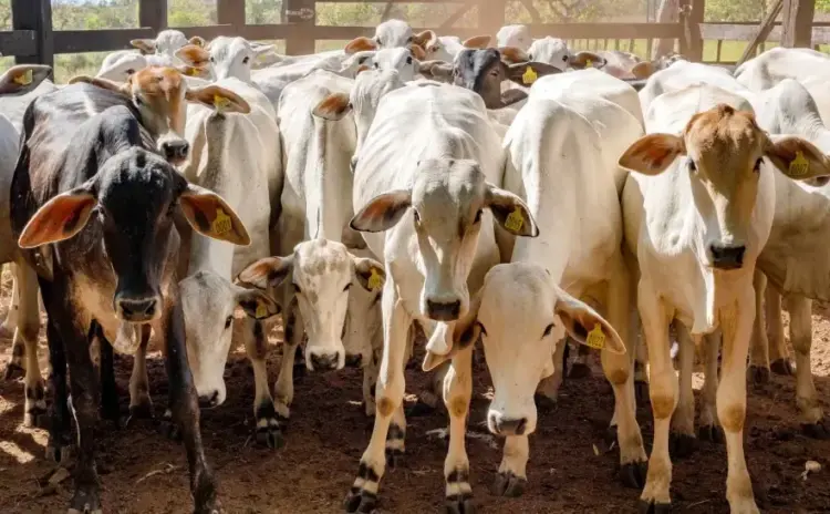 Produtores devem ficar atentos com a 2ª etapa da Campanha de Declaração Pecuária no Tocantins