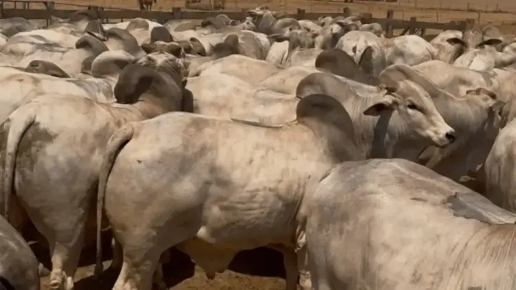 Estudo da ABCZ demonstra melhoria de desempenho em rebanhos com touros Nelore PO