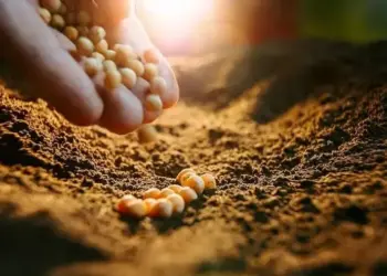 Conab aponta avanço do plantio de soja, que chega a 34,4% no país